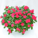 Vinca Mega Flow® Red