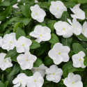 Vinca Mega Flow® White