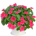 Vinca Mega Flow® Punch