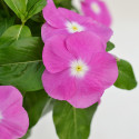 Vinca Mega Flow® Orchid With Eye