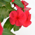 Vinca Mega Flow® Dark Red