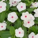 Vinca Mega Flow® Polka Dot