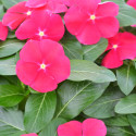 Vinca Mega Flow® Red