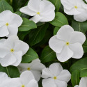 Vinca Mega Flow® White