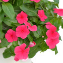 Vinca Mega Flow® Punch