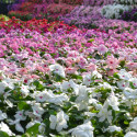 Vinca Mega Bloom® Mix