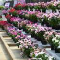 Vinca Mega Bloom® Mix