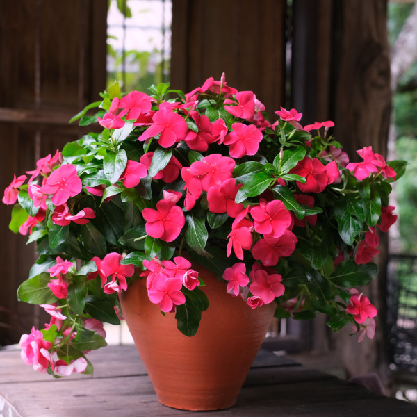 Vinca Mega Flow® Dark Red