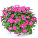 Vinca Mega Flow® Orchid