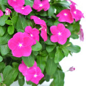 Vinca Mega Flow® Orchid