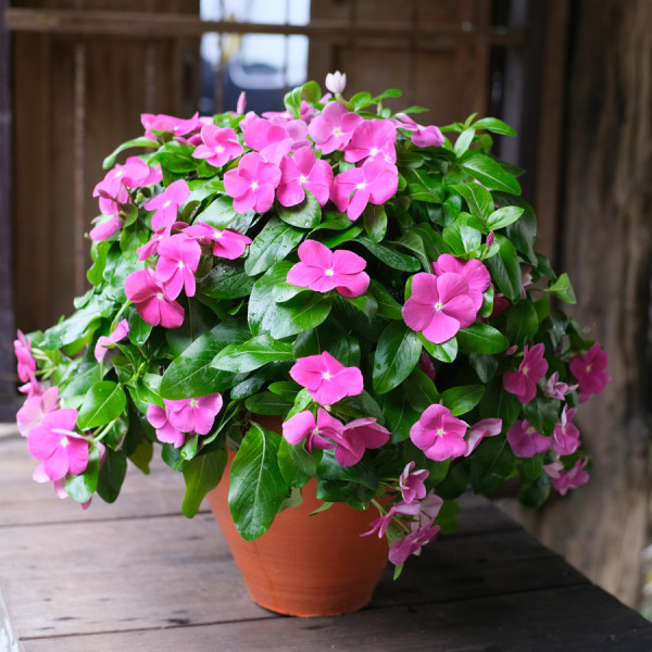 Vinca Mega Flow® Orchid