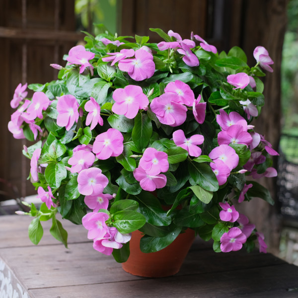 Vinca Mega Flow® Orchid With Eye