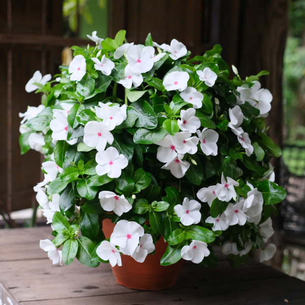 Vinca Mega Flow® Polka Dot