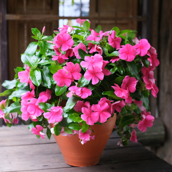 Vinca Mega Flow® Punch