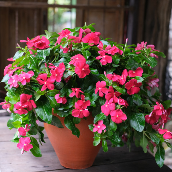 Vinca Mega Flow® Red