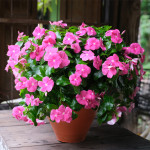Vinca Mega Flow® Ros...