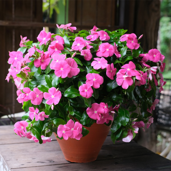 Vinca Mega Flow® Rose