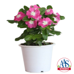 Vinca Mega Bloom® Pi...