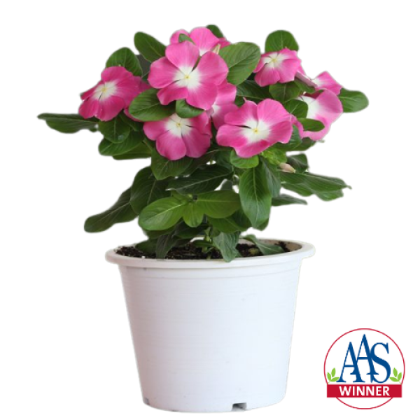 Vinca Mega Bloom® Pink Halo