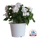 Vinca Mega Bloom® Po...