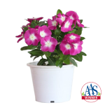 Vinca Mega Bloom® Or...