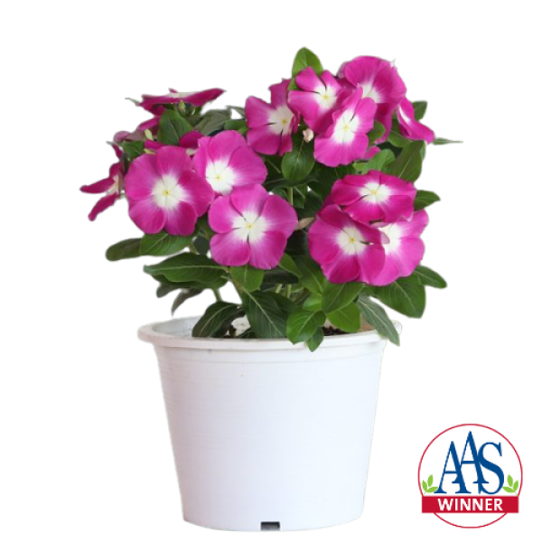 Vinca Mega Bloom® Orchid Halo