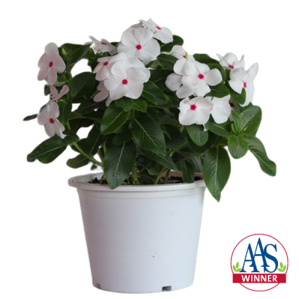 Vinca Mega Bloom® Polka Dot