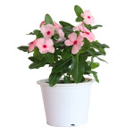 Vinca Mega Bloom® Ap...
