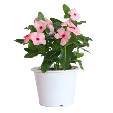 Vinca Mega Bloom® Ap...