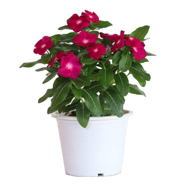 Vinca Mega Bloom® Raspberry