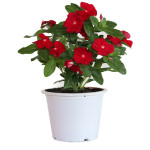Vinca Mega Bloom® Re...