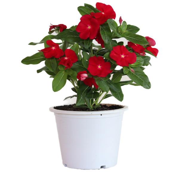 Vinca Mega Bloom® Red