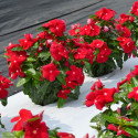 Vinca Mega Bloom® Red