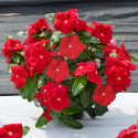 Vinca Mega Bloom® Red