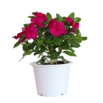Vinca Mega Bloom® Gr...