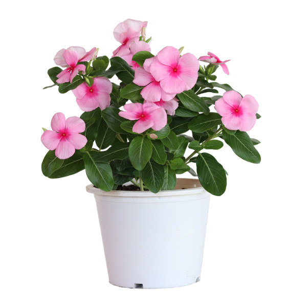 Vinca Mega Bloom® Strawberry