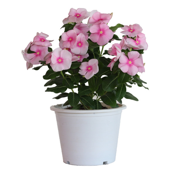 Vinca Mega Bloom® Icy Pink