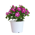 Vinca Mega Bloom® La...