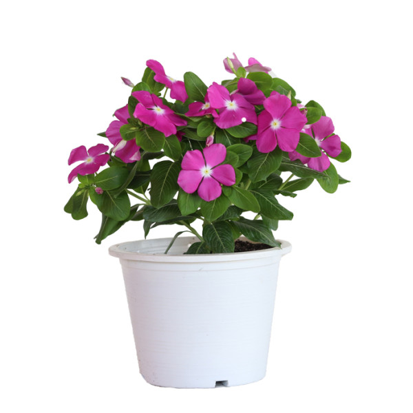 Vinca Mega Bloom® Lavender