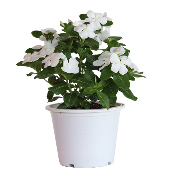 Vinca Mega Bloom® White