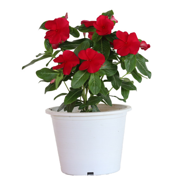 Vinca Mega Bloom® Dark Red