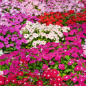 Vinca Mega Bloom® Mix