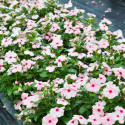 Vinca Mega Bloom® Apricot