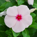 Vinca Mega Bloom® Apricot