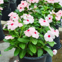 Vinca Mega Bloom® Apricot