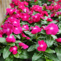 Vinca Mega Bloom® Raspberry