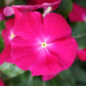 Vinca Mega Bloom® Raspberry