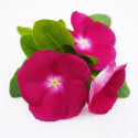 Vinca Mega Bloom® Raspberry