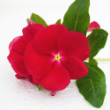 Vinca Mega Bloom® Red