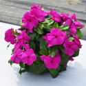 Vinca Mega Bloom® Grape